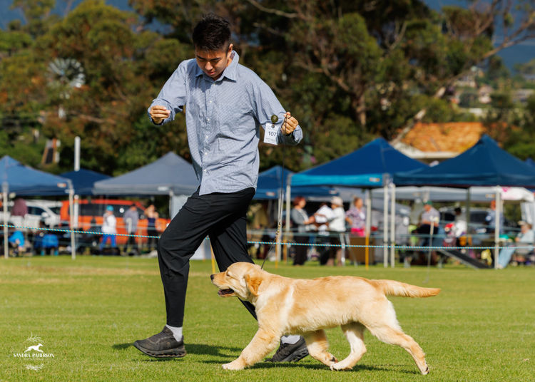 TOBYSAGOLDEN Golden Retriever (ANKC/ Dogs Australia)
