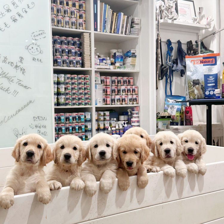 TOBYSAGOLDEN Golden Retriever (ANKC/ Dogs Australia)