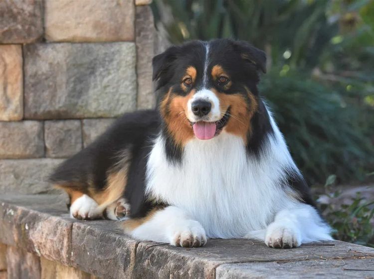 Wajoma Australian Shepherds