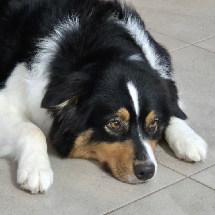 Wajoma Australian Shepherds
