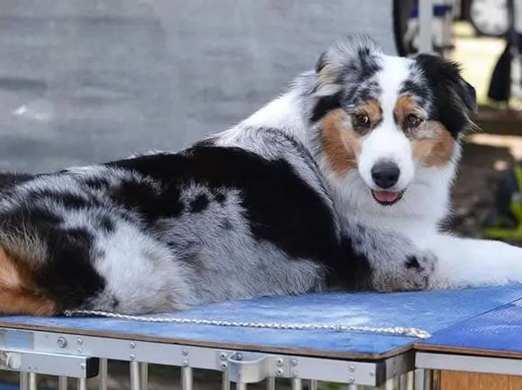 Wajoma Australian Shepherds