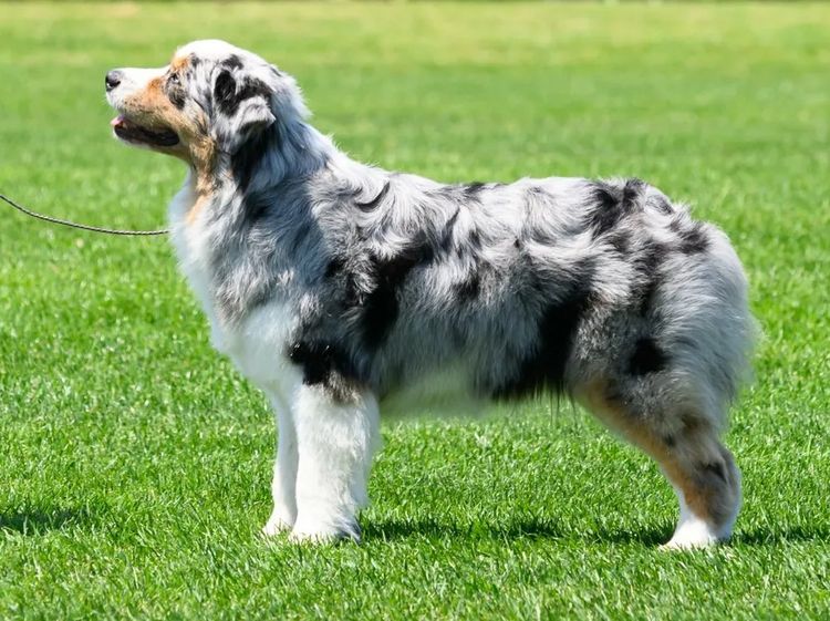 Wajoma Australian Shepherds