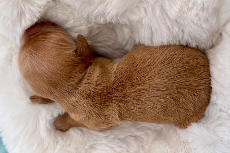 Furever Furbabies Spoodles