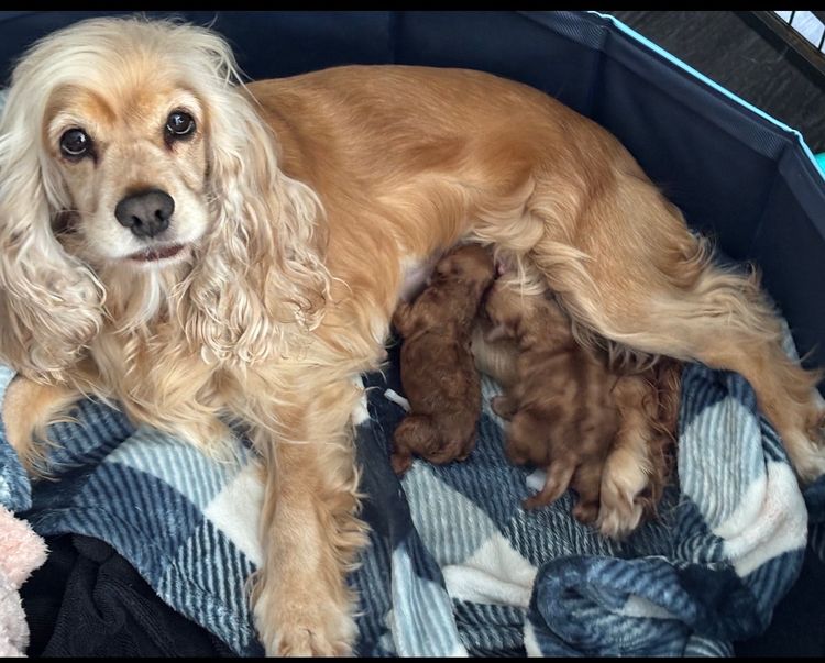 Furever Furbabies Spoodles