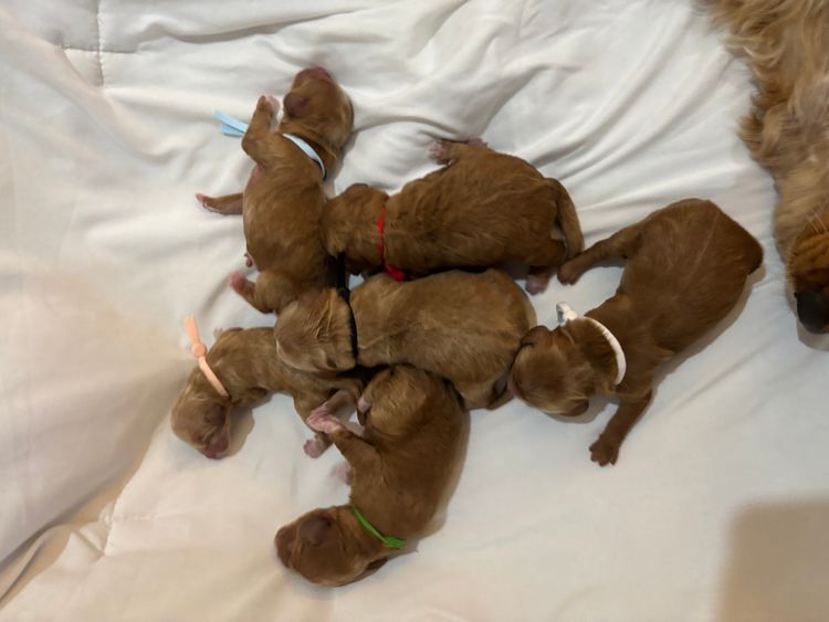 Furever Furbabies Spoodles