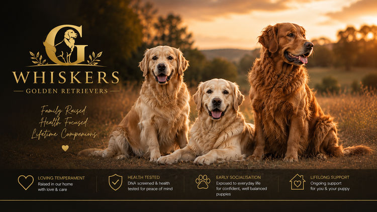 GEEGEES WHISKERS - Golden Retrievers
