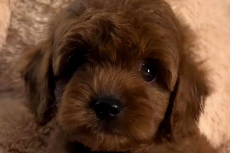 Mes Amis Toy Cavoodles