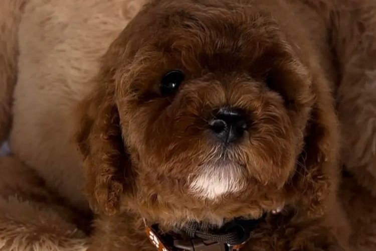 Mes Amis Toy Cavoodles