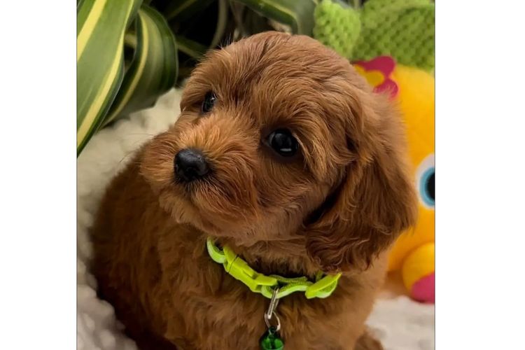 Mes Amis Toy Cavoodles