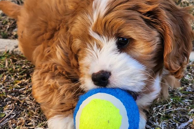 Mes Amis Toy Cavoodles