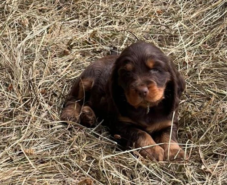Luvby Cocker Spaniels