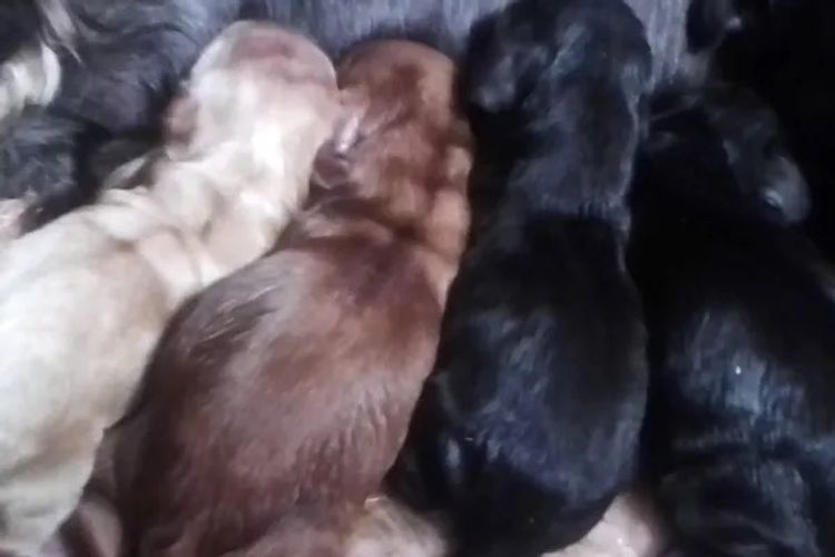 Luvby Cocker Spaniels