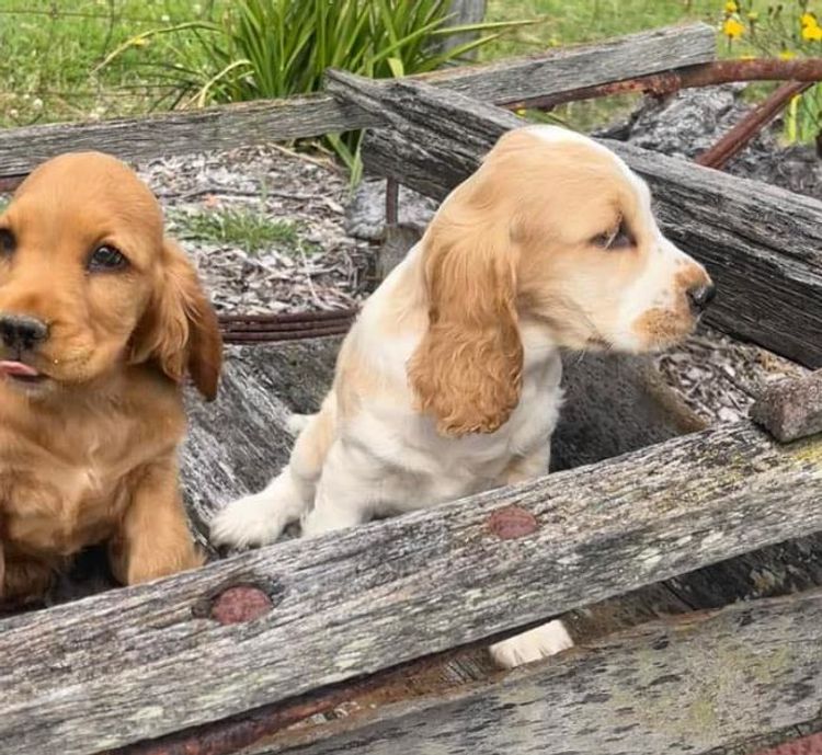 Luvby Cocker Spaniels