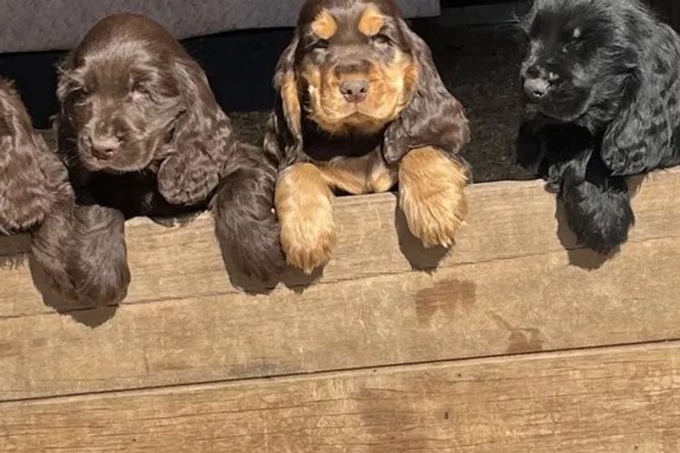 Luvby Cocker Spaniels