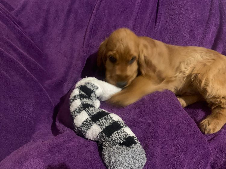Luvby Cocker Spaniels