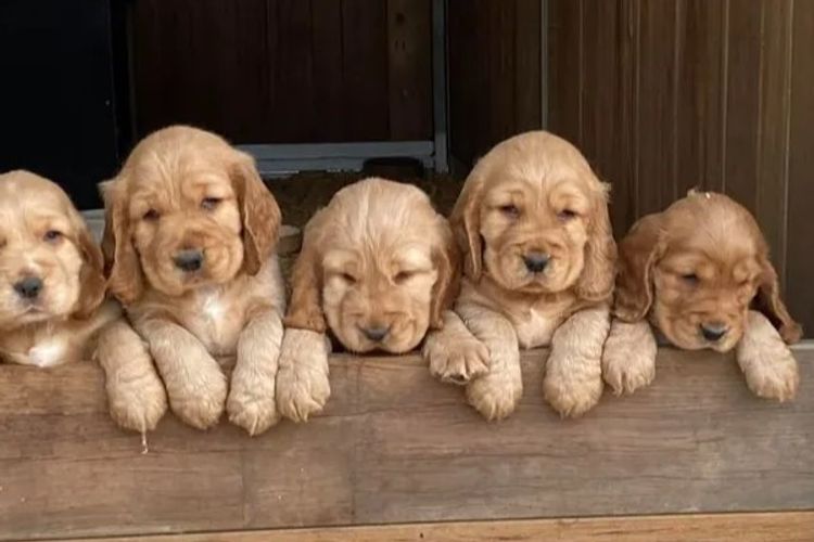 Luvby Cocker Spaniels