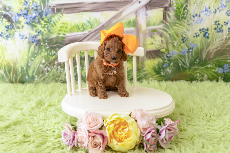 Designer Puppies Melbourne - Cavoodles
