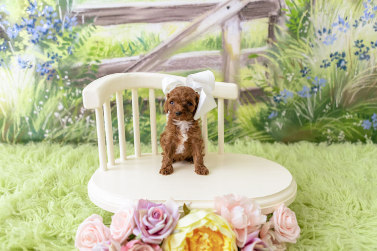 Designer Puppies Melbourne - Cavoodles