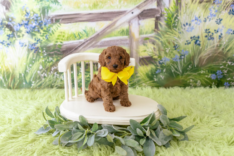 Designer Puppies Melbourne - Cavoodles