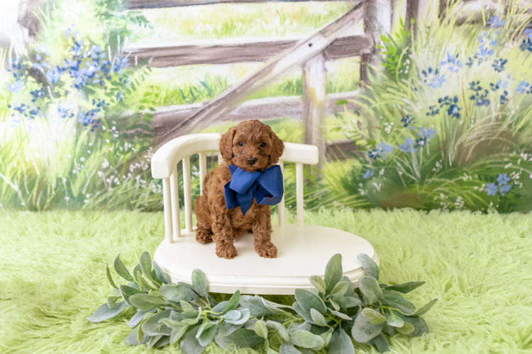 Designer Puppies Melbourne - Cavoodles