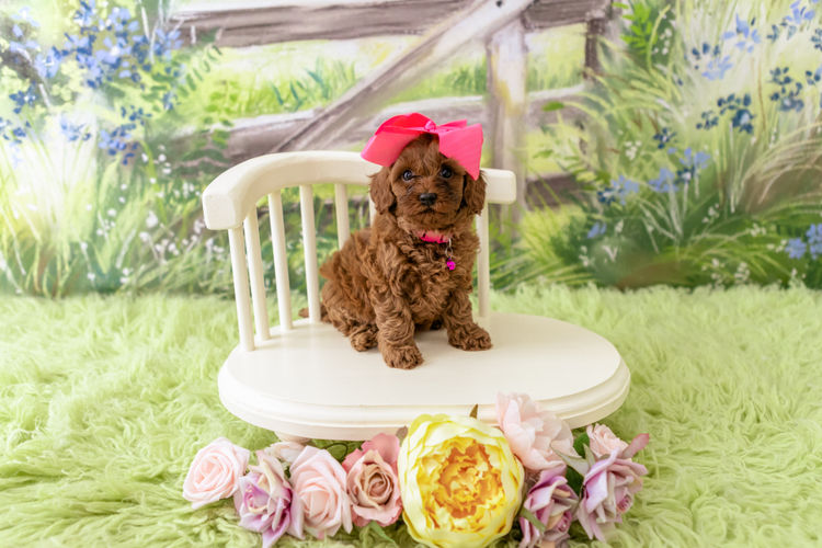Designer Puppies Melbourne - Cavoodles