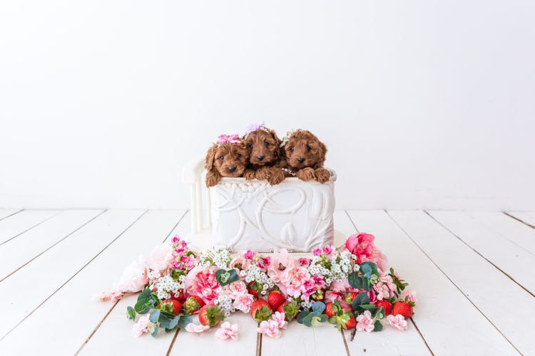 Designer Puppies Melbourne - Cavoodles