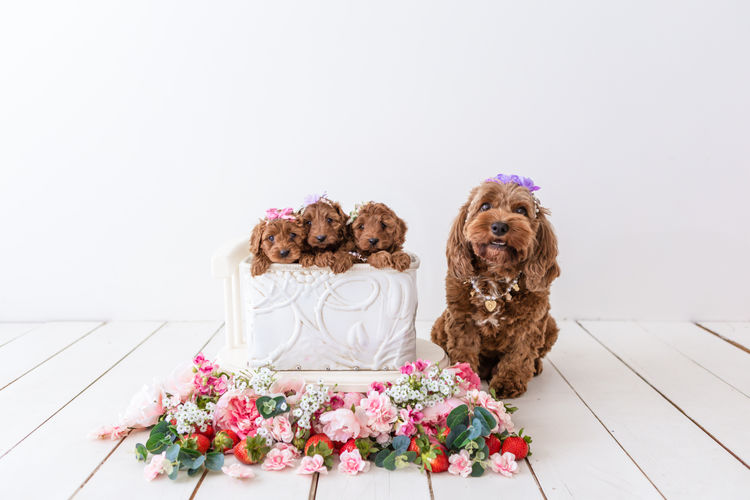 Designer Puppies Melbourne - Cavoodles