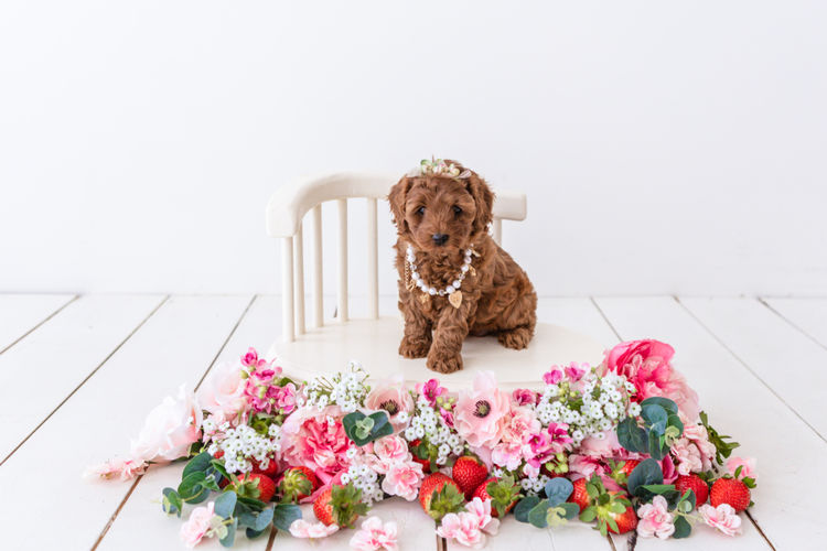 Designer Puppies Melbourne - Cavoodles