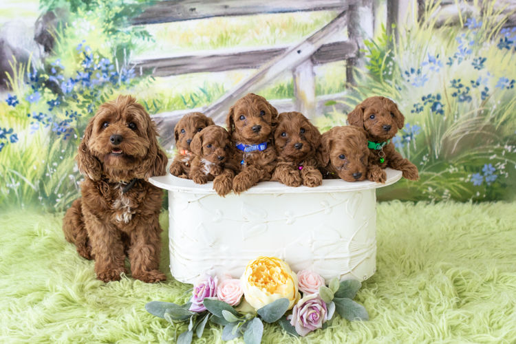 Designer Puppies Melbourne - Cavoodles