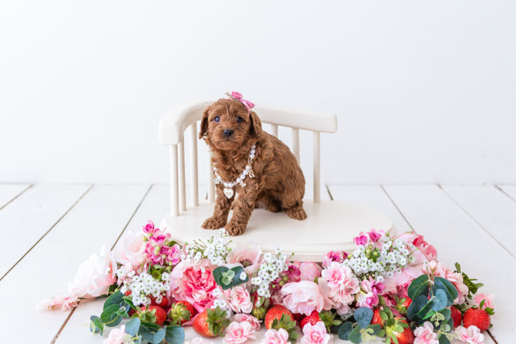 Designer Puppies Melbourne - Cavoodles
