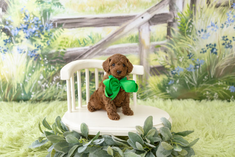 Designer Puppies Melbourne - Cavoodles