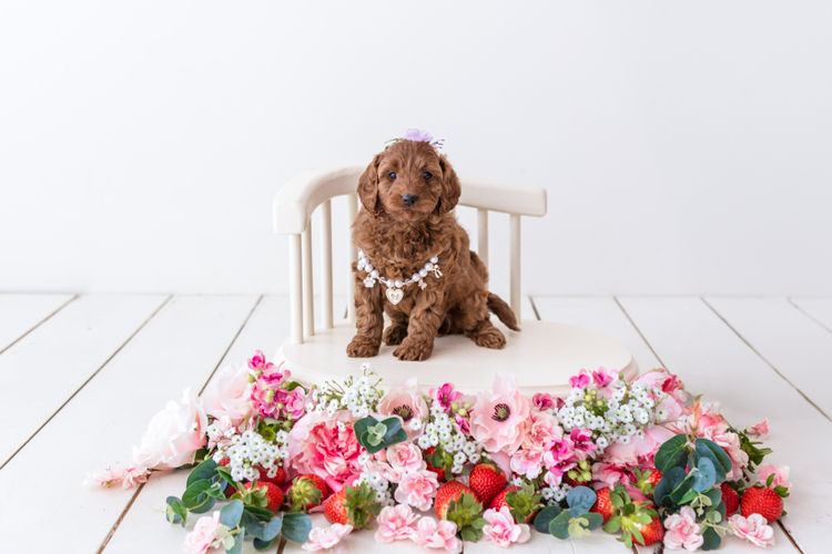 Designer Puppies Melbourne - Cavoodles