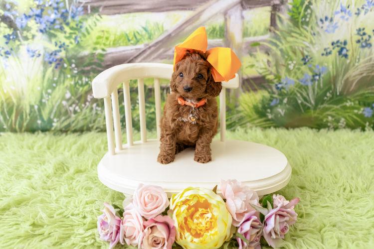 Designer Puppies Melbourne - Cavoodles