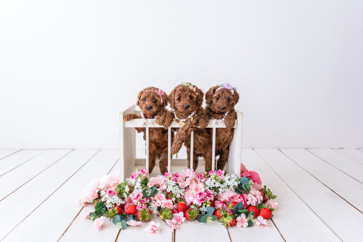 Designer Puppies Melbourne - Cavoodles