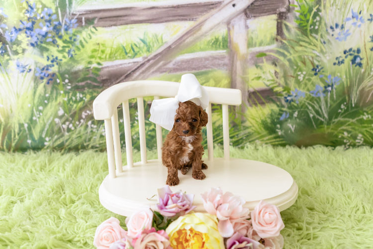 Designer Puppies Melbourne - Cavoodles