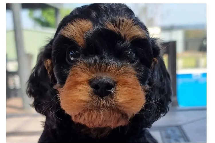 Cavoodles & Oodles Quarters - Cavoodles