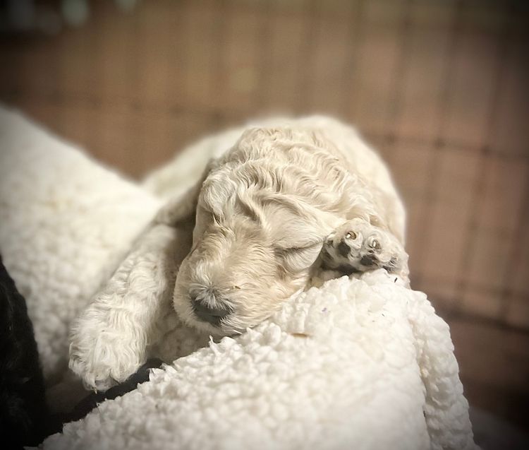 Cotian Standard Poodles