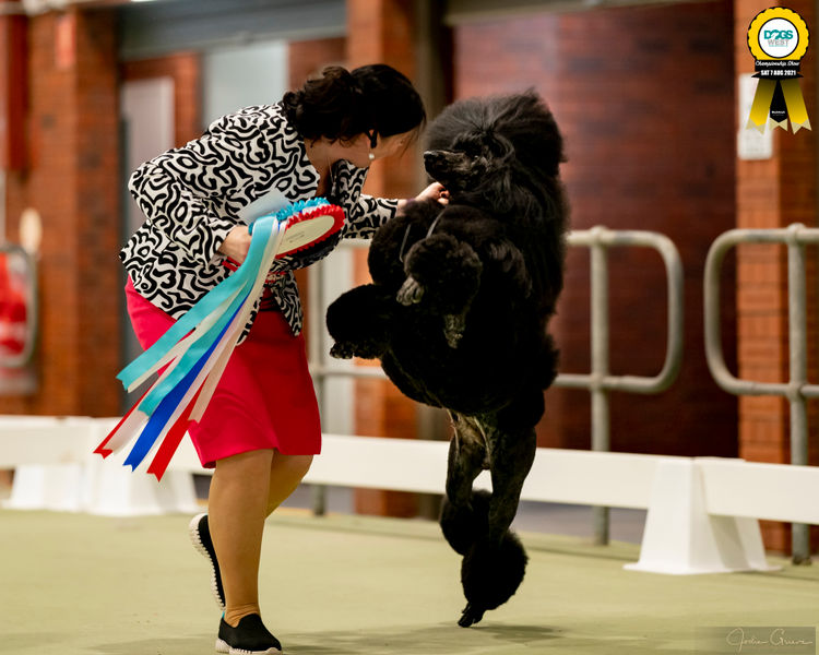 Cotian Standard Poodles