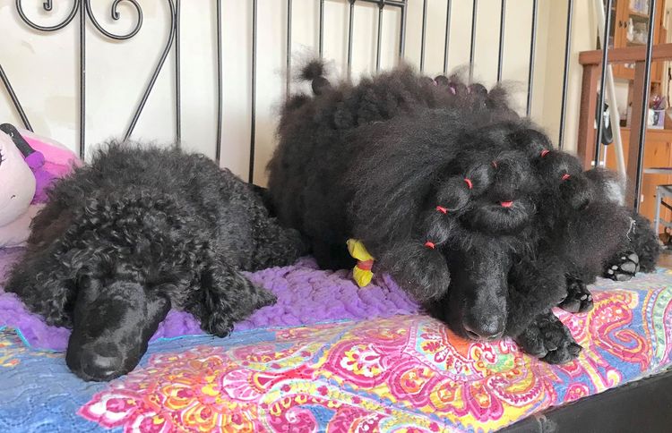 Cotian Standard Poodles