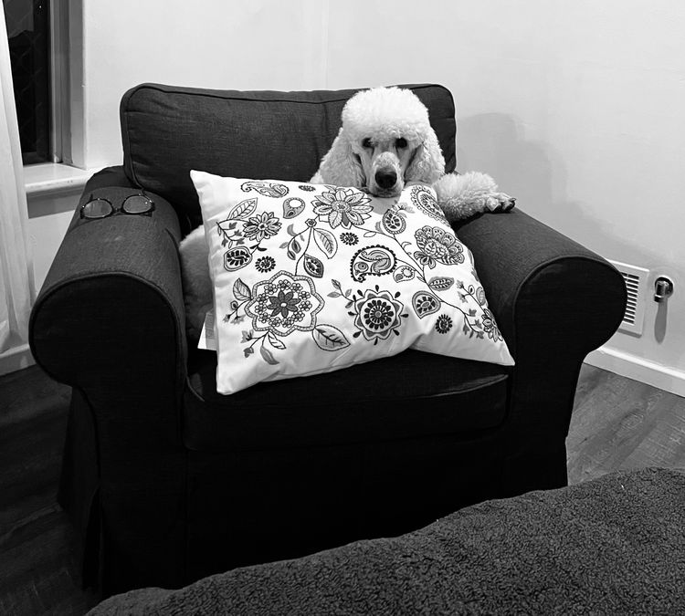 Cotian Standard Poodles