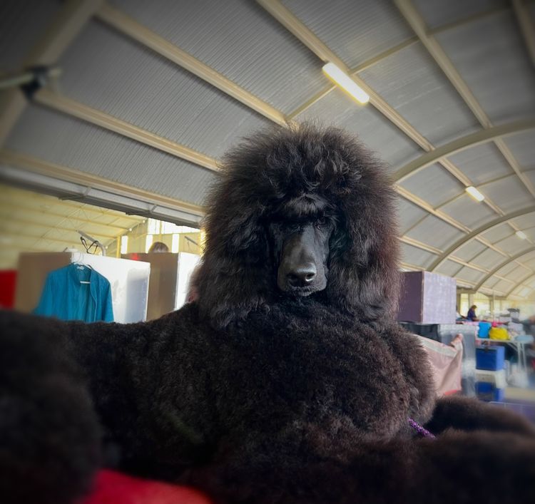 Cotian Standard Poodles