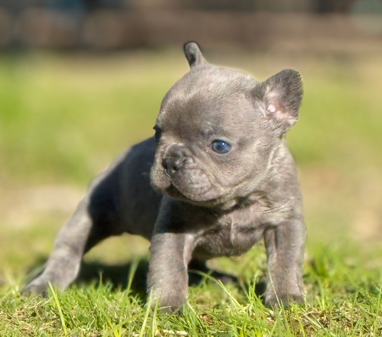 Fancifluff French Bulldogs