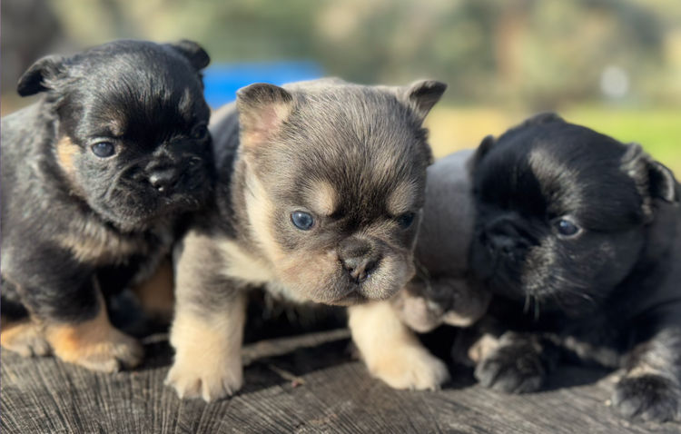 Fancifluff French Bulldogs