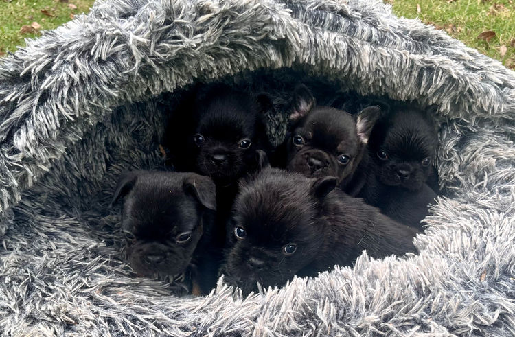 Fancifluff French Bulldogs