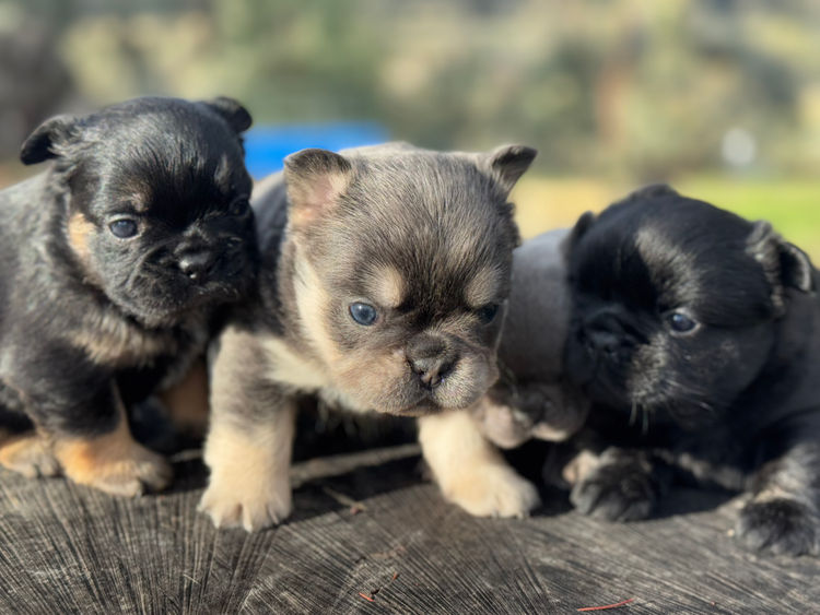 Fancifluff French Bulldogs
