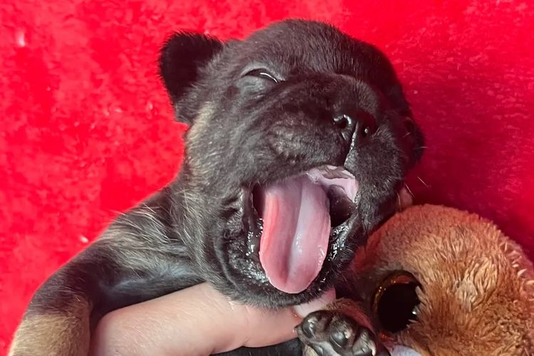 Fancifluff French Bulldogs