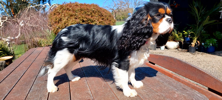 Lilahpark Cavaliers