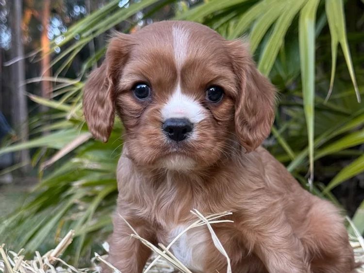 Sunshine Coast Puppies - Cavalier