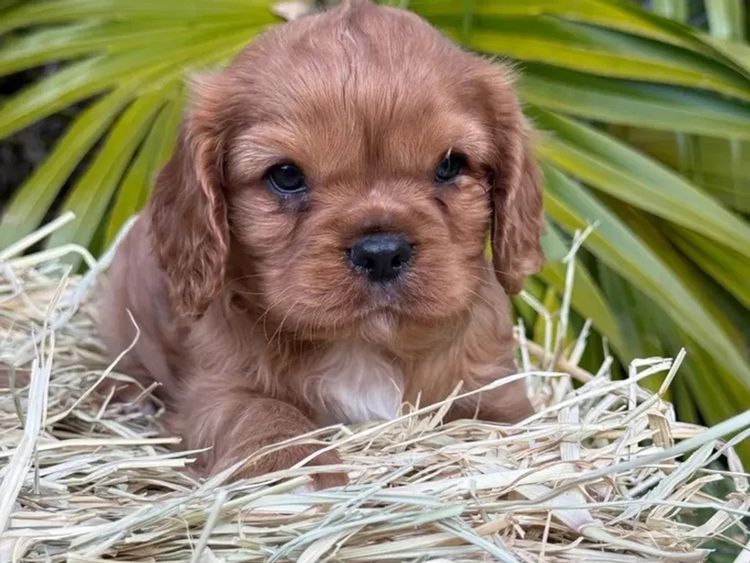 Sunshine Coast Puppies - Cavalier