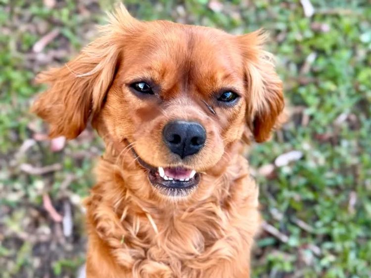 Sunshine Coast Puppies - Cavalier